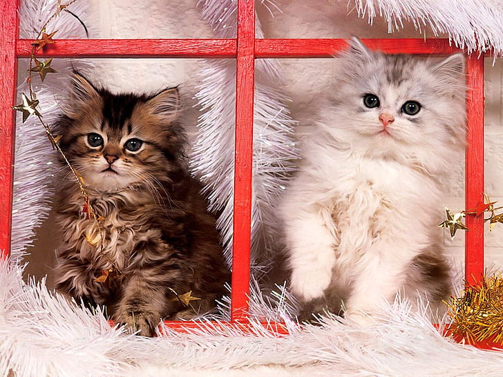 Chat Noël Noël chatons animaux chats HD Art, vacances, doux, Noël, neige, chaton, chat, Fond d'écran HD