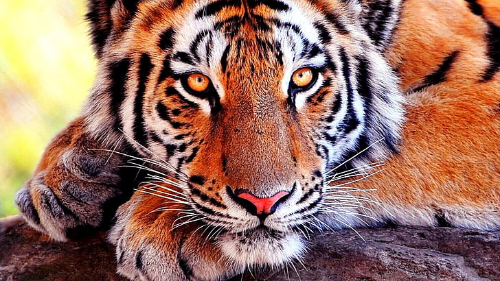 tiger, wildlife, mammal, whiskers, terrestrial animal, big cats, fauna, snout, close up, bough, cat, big cat, HD wallpaper