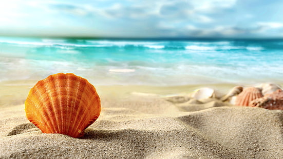 Coquille, plage, sables, mer, coquille de mer brune, Coquille, plage, sables, mer, Fond d'écran HD HD wallpaper