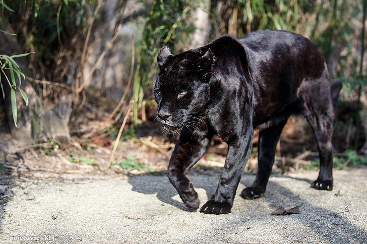 ilustrasi panther, jaguar, panther, kucing liar, predator, berjalan, Wallpaper HD