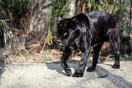 panter illustration, jaguar, panter, vildkatt, rovdjur, promenad, HD tapet HD wallpaper
