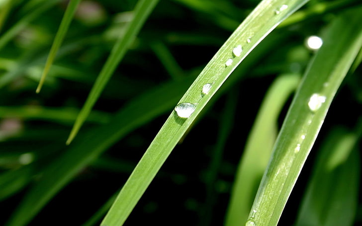 قطرات الماء ، النباتات ، العشب ، المقربة ، الطبيعة، خلفية HD