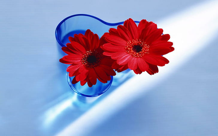 Red Gerberas In Blue Vase, red flower with blue glass vase, pretty, glass vase, other, 3d and abstract, HD wallpaper
