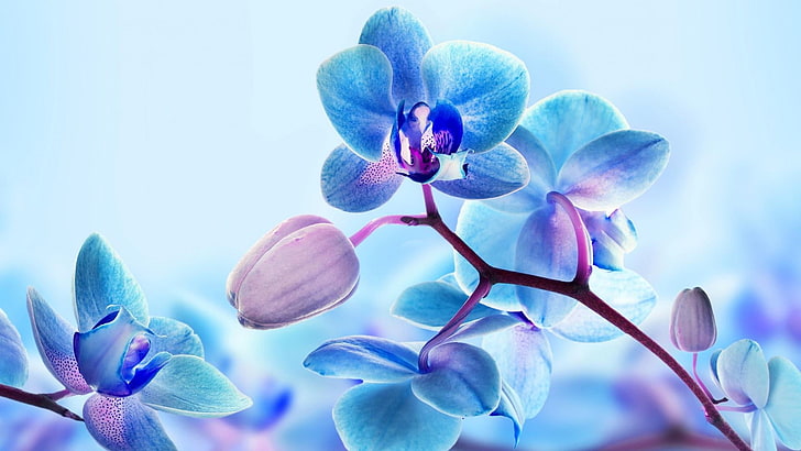 feuilles, romantique, amour, fleurs, orchidée bleue, art, nature, orchidée, Fond d'écran HD