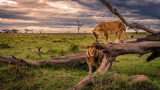 поле, трева, дърво, Лъв, двойка, Савана, Африка, камък, лъвове, лъвица, две, HD тапет HD wallpaper