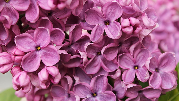 Carta da parati lilla, 4k, 5k, fiori, viola, macro, Sfondo HD