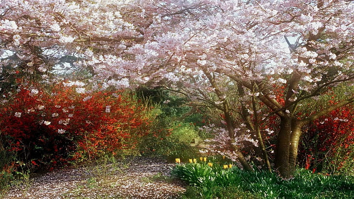 เชอร์รี่บานที่สวยงามบุปผาดอกดอกไม้ต้นไม้เชอร์รี่ธรรมชาติธรรมชาติและภูมิทัศน์, วอลล์เปเปอร์ HD