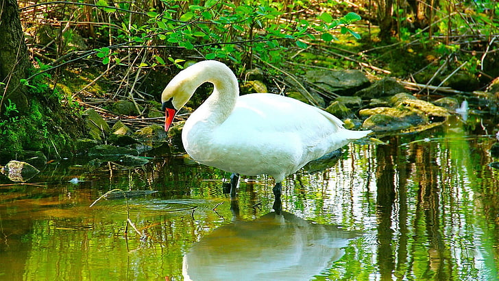 white swan, swan, river, grass, beautiful, white, HD wallpaper