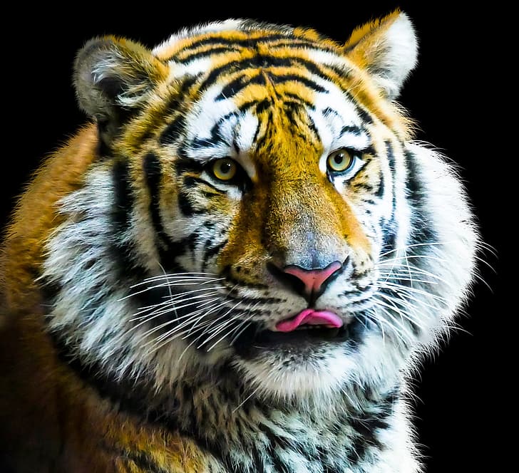 animals, tiger, kittens, HD wallpaper