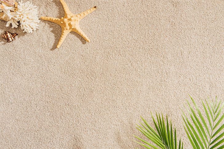 sand, beach, summer, Palma, shell, sea, starfish, palm, seashells, HD wallpaper