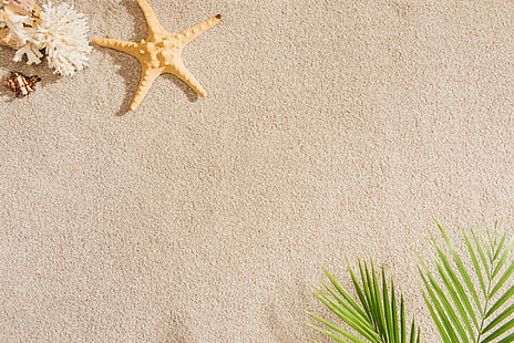 piasek, plaża, lato, Palma, muszla, morze, rozgwiazda, palma, muszle, Tapety HD HD wallpaper