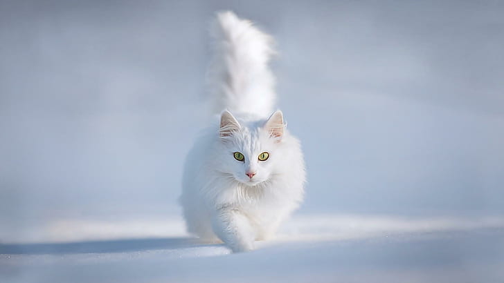 Chat blanc mignon, gentil, chaton, courir, mignon, minou, animaux, adorable, Fond d'écran HD