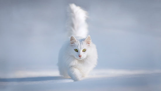 Sevimli beyaz kedi, güzel, yavru kedi, koşu, sevimli, pisi, hayvanlar, çok güzel, HD masaüstü duvar kağıdı HD wallpaper