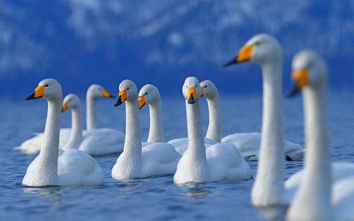 Beautiful Bevy, swans, bevy, blue, pretty, swim, white, animals, HD wallpaper