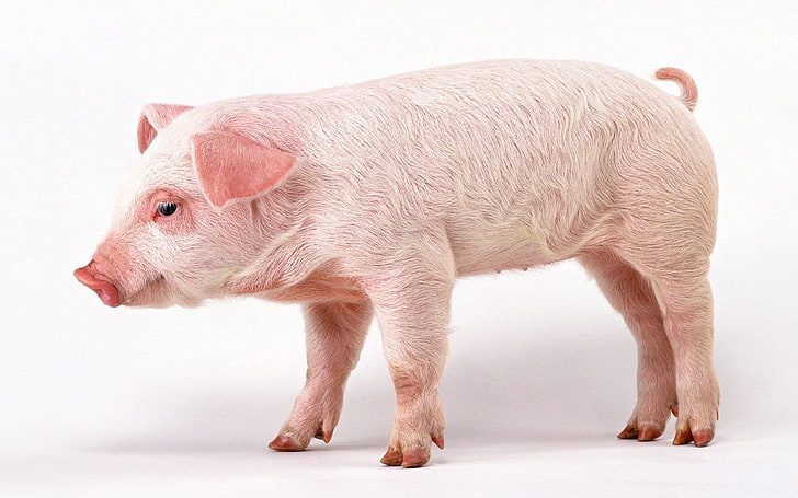 pink pig, Animal, Pig, HD wallpaper