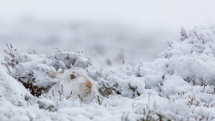 белый кролик, кролики, животные, млекопитающие, природа, снег, зима, HD обои