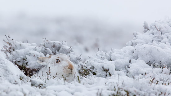 white rabbit, rabbits, animals, mammals, nature, snow, winter, HD wallpaper HD wallpaper
