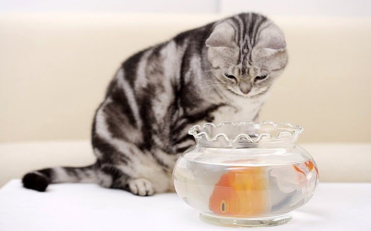 gray cat and gold fish, cat, hungry, fish, aquarium, HD wallpaper
