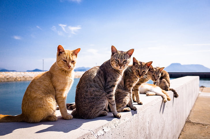 различни котки, лято, фон, котки, A Tomcat, HD тапет