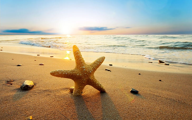 نجم البحر عند غروب الشمس على الشاطئ ، البحر ، الشمس ، نجم البحر ، الغروب ، الشاطئ ، البحر ، الشمس، خلفية HD