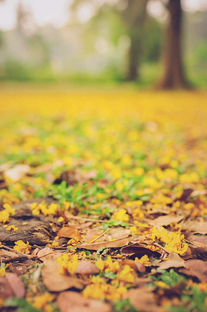 hojas, otoño, caído, desenfoque, amarillo, Fondo de pantalla HD, fondo de pantalla de teléfono