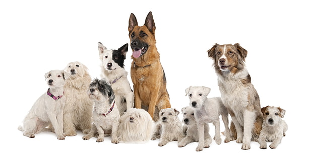حزمة من سلالات الكلاب المختلفة ، الكلاب ، متنوعة ، مجموعة ، الجلوس، خلفية HD HD wallpaper