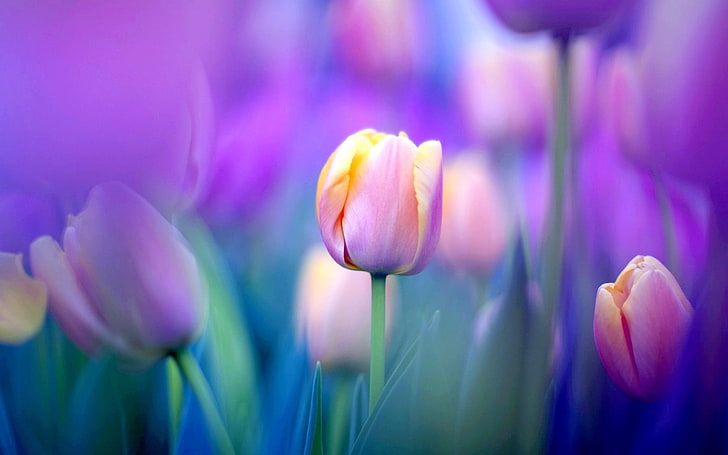 튤립 꽃-HD 사진 바탕 화면, 녹색 잎 핑크 꽃, HD 배경 화면
