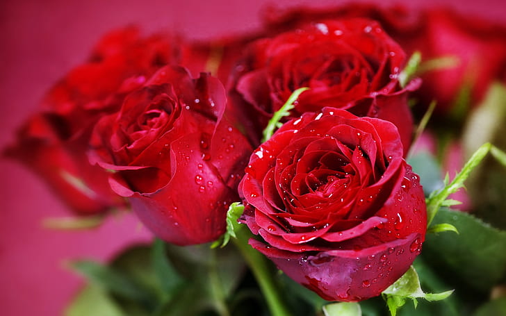 Tetesan air bunga mawar merah close-up, Air, Tetesan, Bunga, Merah, Mawar, Wallpaper HD