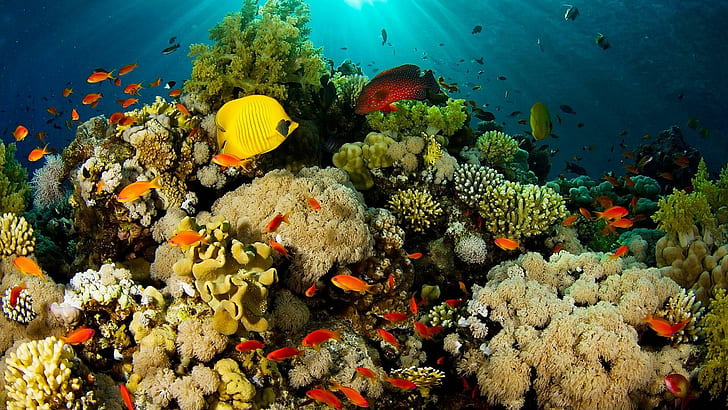 Екзотични риби от коралов риф, природа, коралови рифове, екзотични риби, подводен морски живот, природа и пейзажи, HD тапет