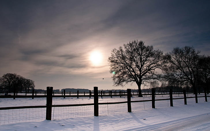 nieve, valla, naturaleza, invierno, árboles, Fondo de pantalla HD