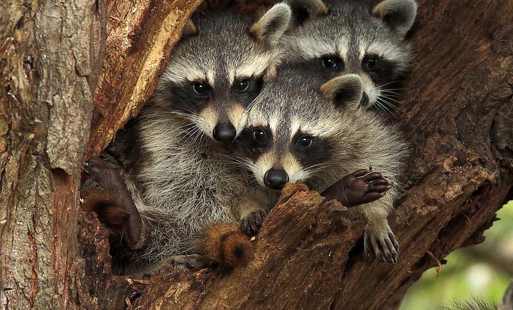 three gray raccoons, tree, raccoons, the hollow, Trinity, HD wallpaper
