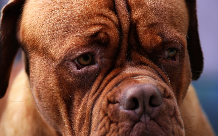 adulto vermelho mastim francês, cão, focinho, olhos, dobras, HD papel de parede