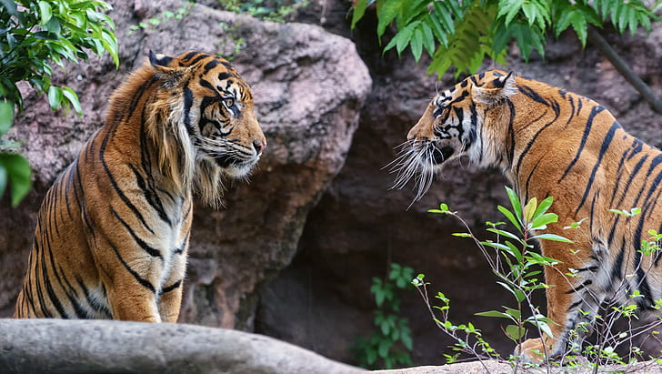 Tiger, Sumatran, cats, cats, couple, profile view, Sumatran, Tiger, HD wallpaper