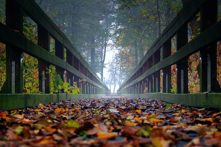 outono, folhas, árvores, nevoeiro, ponte, ultra hd, outono na floresta, ponte na floresta, HD papel de parede