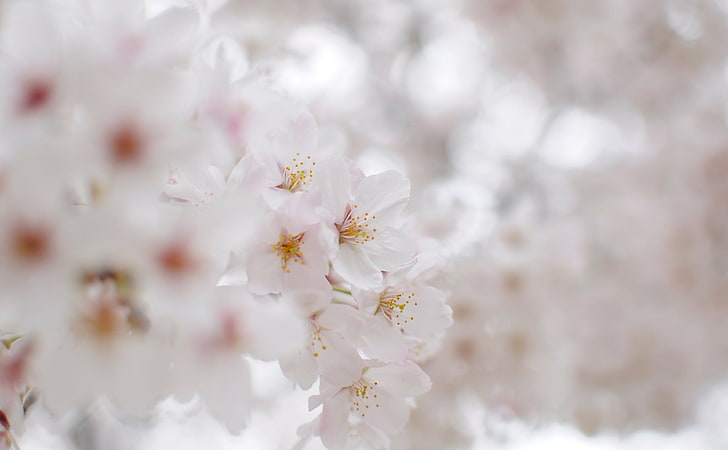 白い桜マクロ 白い花びらの花 季節 春 桜 白 マクロ 花 Hdデスクトップの壁紙 Wallpaperbetter