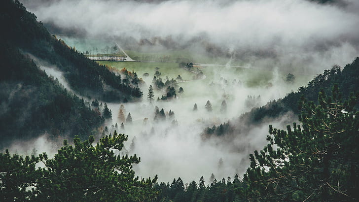 борови дървета, мъгла, HD тапет