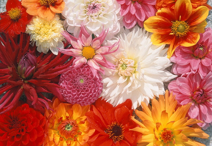 разноцветни листни цветя, астра, далия, божури, цветя, HD тапет