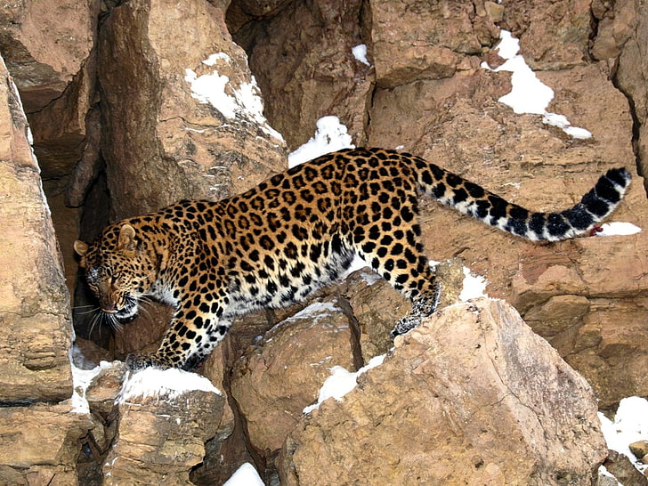 amur, animais, leopardo, leopardos, rochas, HD papel de parede