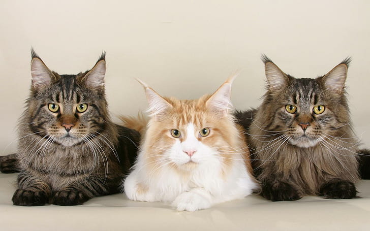 Кошки породы мейн-кун, кошачьи, котята, милые, мейн-кун, животные, животные, HD обои