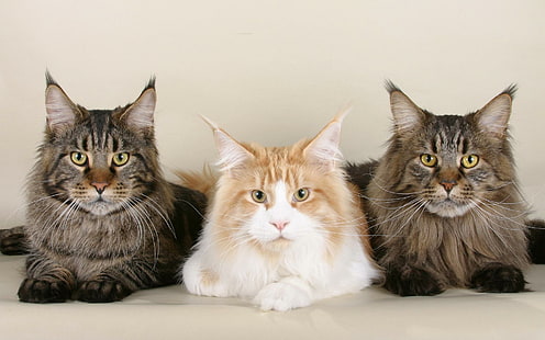 Кошки породы мейн-кун, кошачьи, котята, милые, мейн-кун, животные, животные, HD обои HD wallpaper