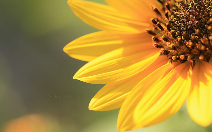 ดอกไม้ของดวงอาทิตย์ดีธรรมชาติสีดอกไม้ 3 มิติและนามธรรม, วอลล์เปเปอร์ HD