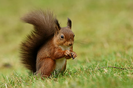 vicino fotografia di scoiattolo mangiare noci sul campo di erba, scoiattolo, roditore, animale, natura, mammifero, marrone, fauna selvatica, carino, all'aperto, birichino, animali allo stato brado, erba, Sfondo HD HD wallpaper