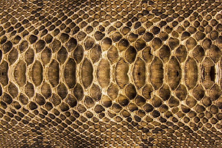 snakeskin illustration, snake, texture, scales, leather, colors, HD wallpaper