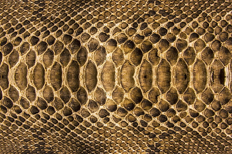иллюстрация змеиной кожи, змея, текстура, чешуя, кожа, цвета, HD обои HD wallpaper