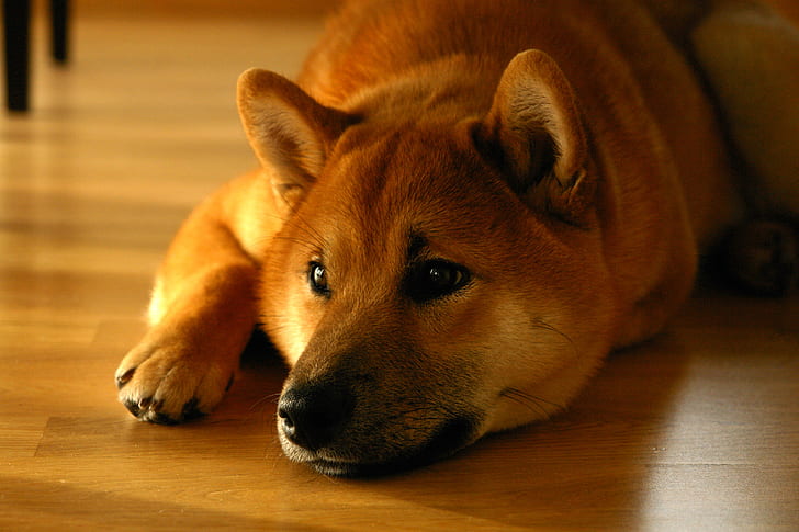 Shiba Inu, Hund, Maulkorb, HD-Hintergrundbild