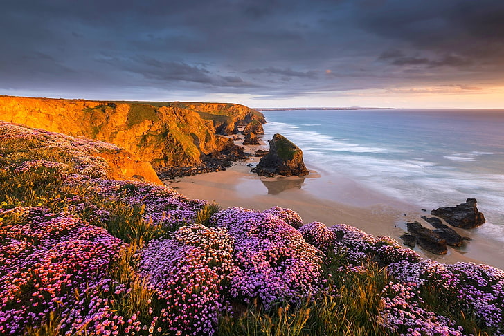 purple flower field, coast, beach, flowers, sunset, sand, sea, cliff, clouds, rock, nature, landscape, HD wallpaper