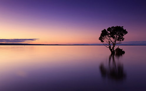 Фиолетовый спокойный океан, сумерки - Природа Пейзаж HD Wallpaper, черное дерево, HD обои HD wallpaper