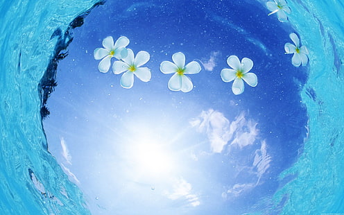 вода слънце цветя плаващи бели цветя plumeria море природа природа вода HD изкуство, вода, цветя, слънце, плаващи, бели цветя, plumeria, HD тапет HD wallpaper