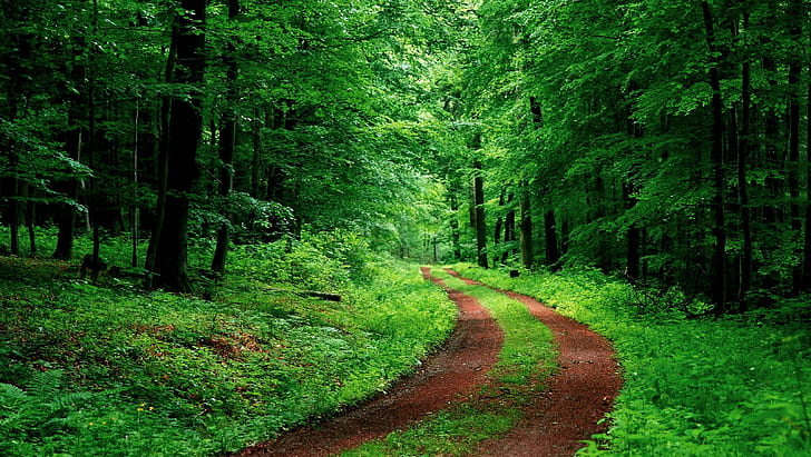 طبيعة، غابة، مسار، أوراق الشجر، أخضر، طريق ترابي، خلفية HD