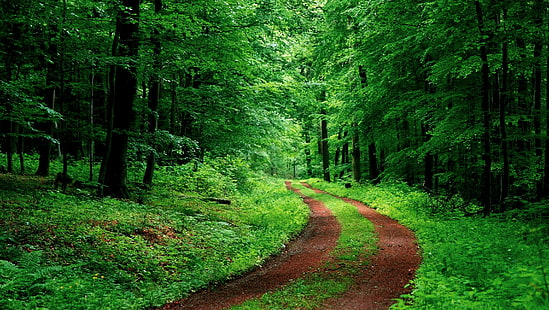 自然、森、パス、葉、緑、未舗装の道路、 HDデスクトップの壁紙 HD wallpaper